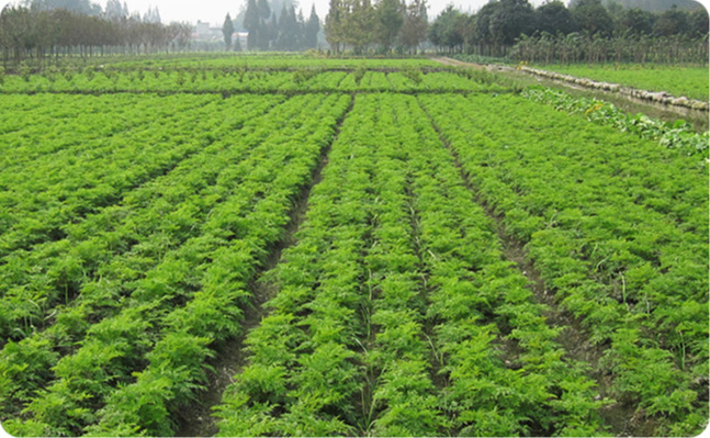 1632474121135_nswcrop